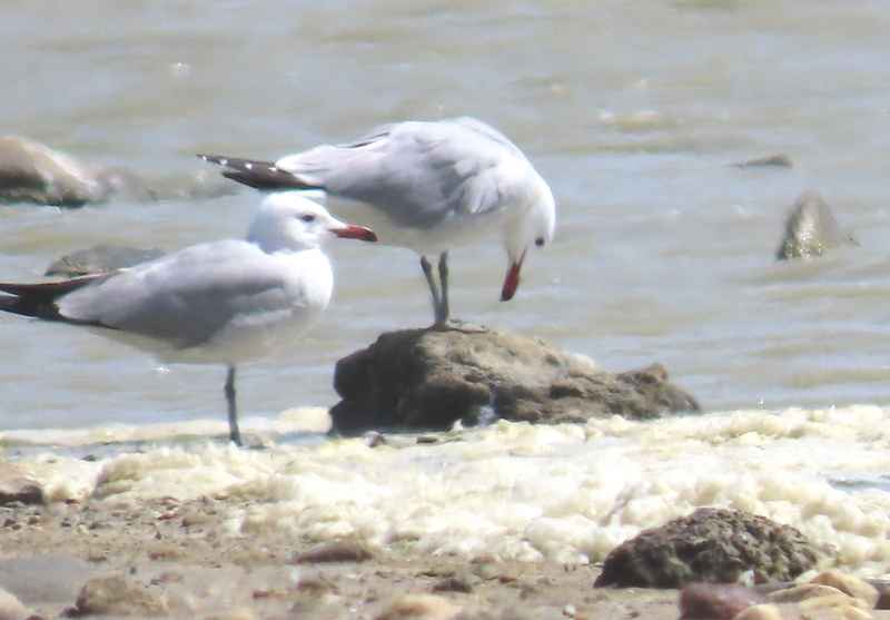 Audouin's Gull